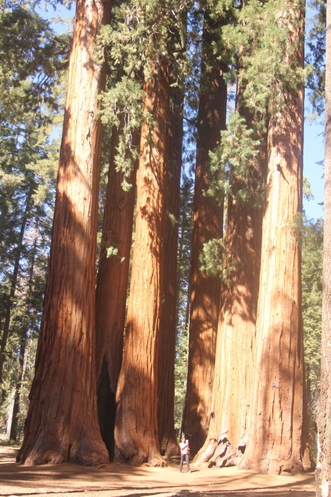 Parkers group of sequoias