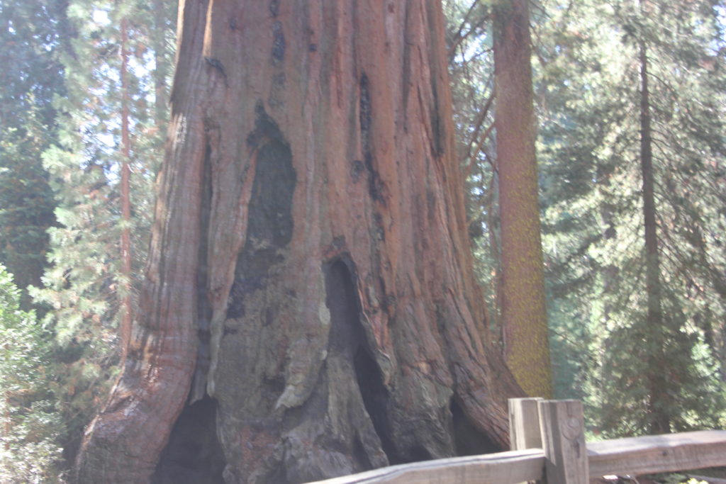 General Grant Tree trunk