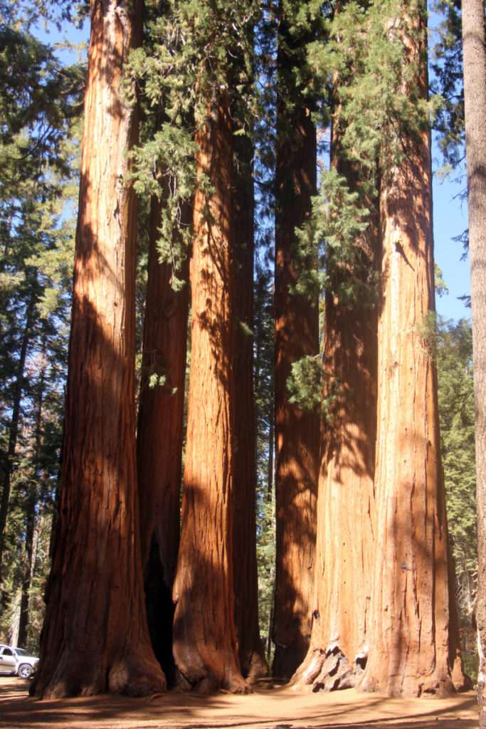 Giant Sequoia Trees in Sequoia National park