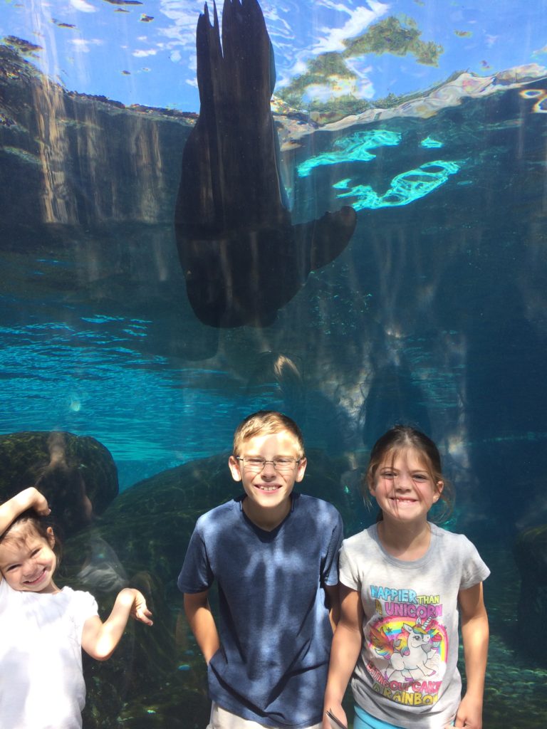 In the sea lion underwater tunnel, St Louis Zoo