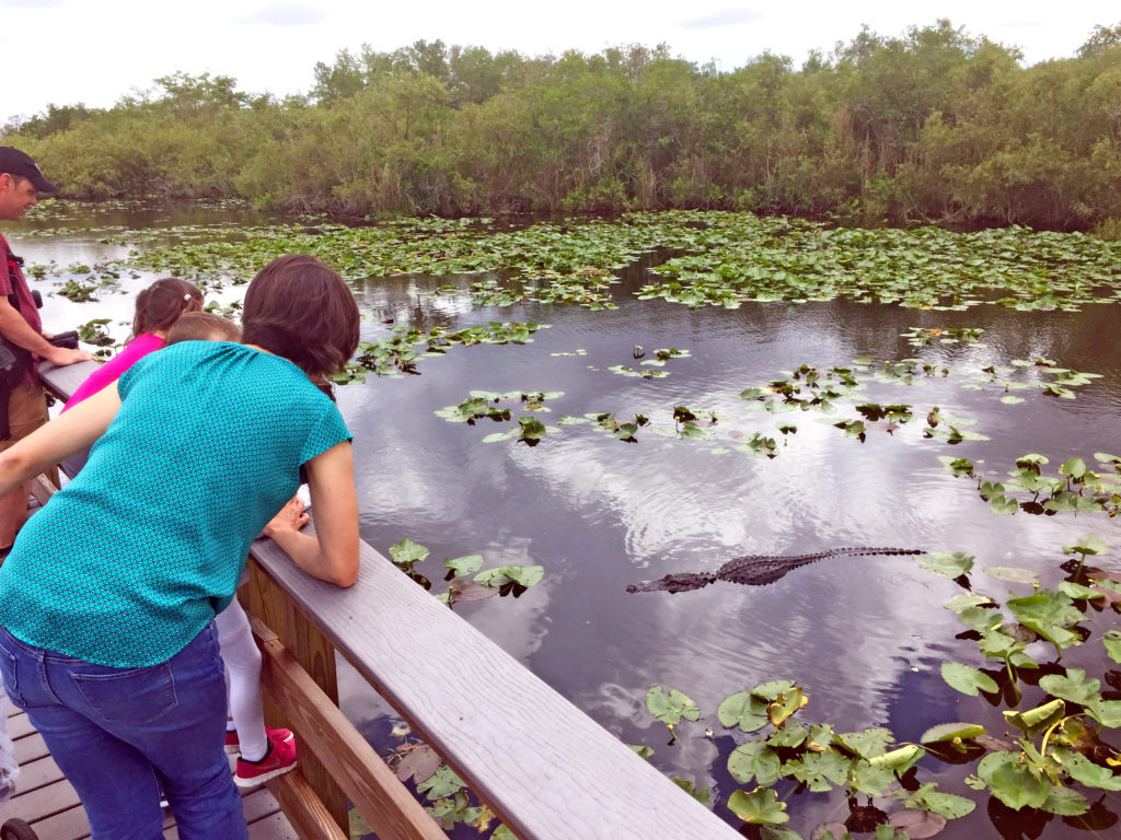 Everglades National Park Gator