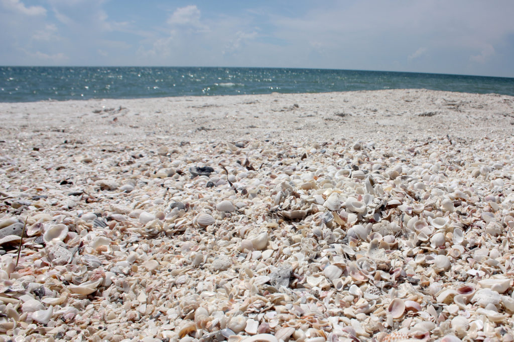 shells in Fort Myers Sandibel Island