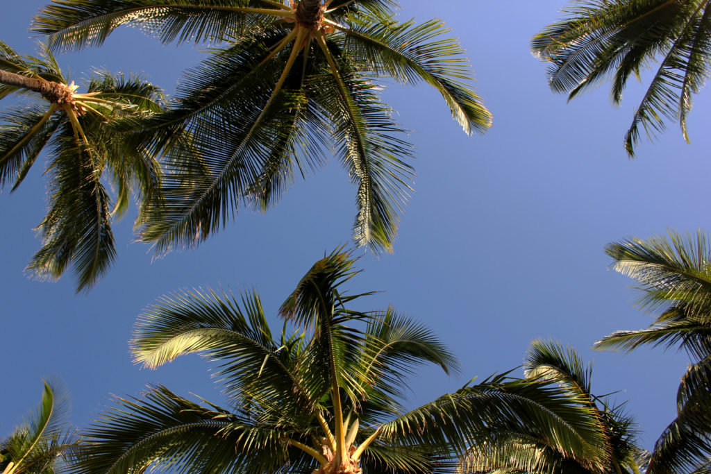 blue skies and palm trees