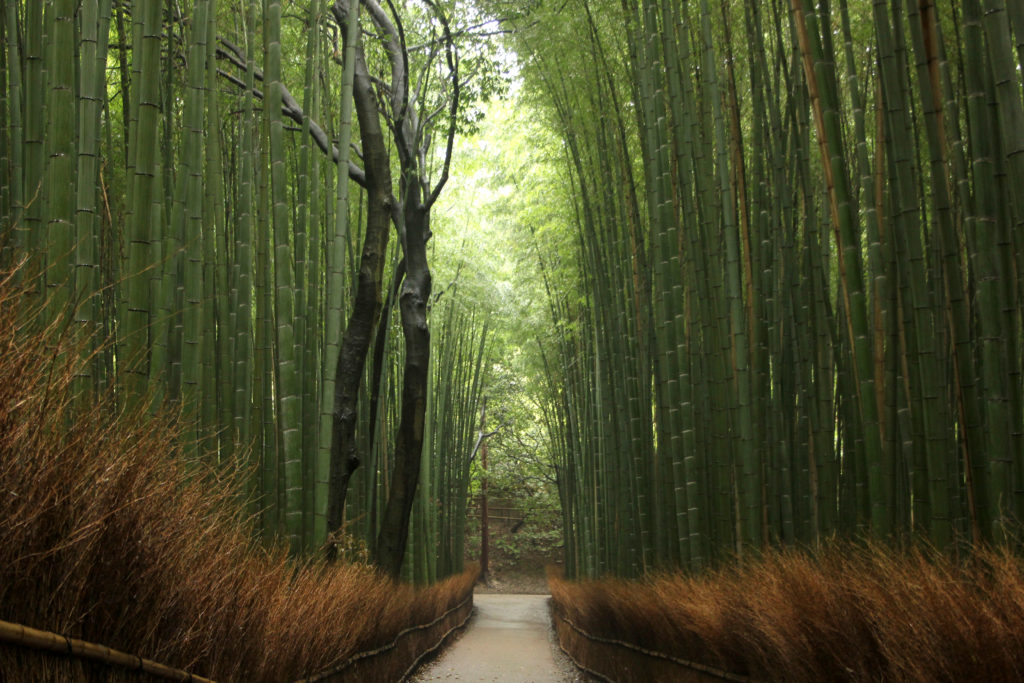Arayashiyama bamboo fores