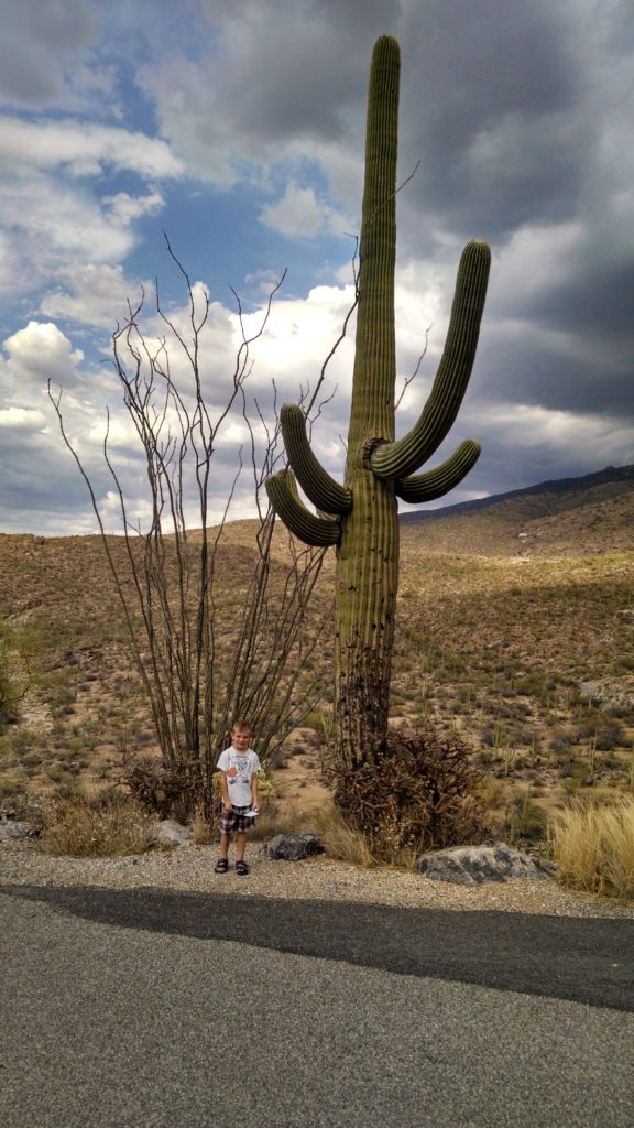 a cactus in Saguaro National Park
