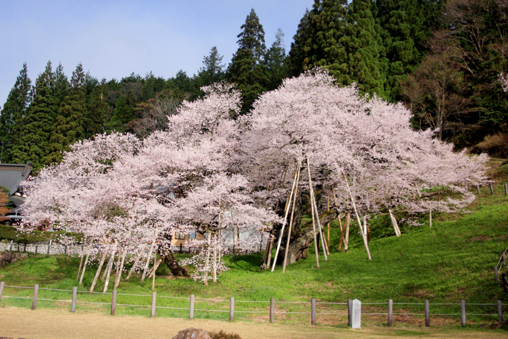 1000 year old cherry tree in full bloom near Takayama Japan 