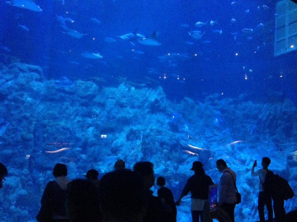 Giant Aquarium large glass viewing in Ocean Park, Hong Kong