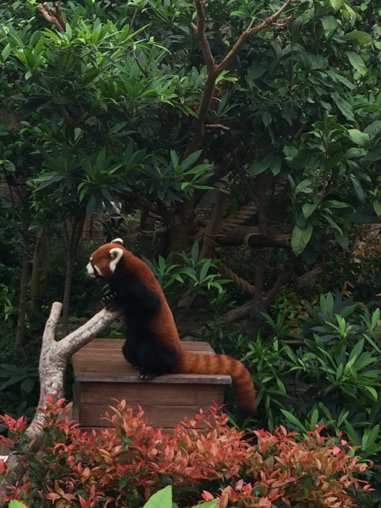 Red Panda stands against a stick at Ocean Park, Hong Kong