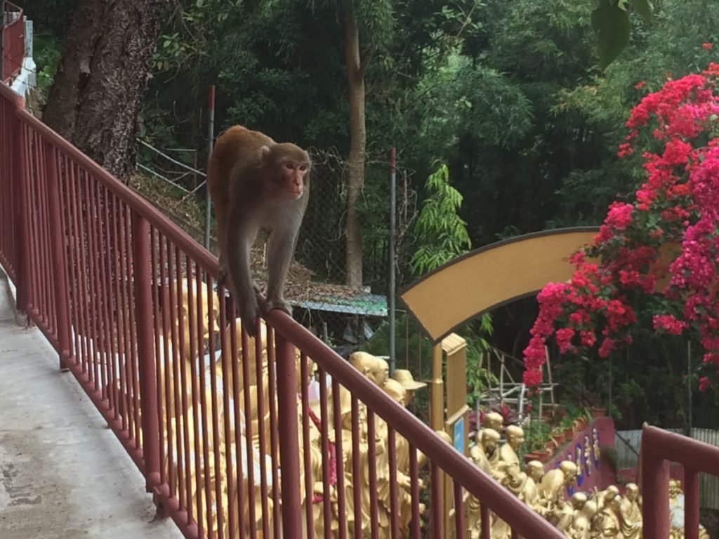 a monkey walks on the rail at 10000 buddhas