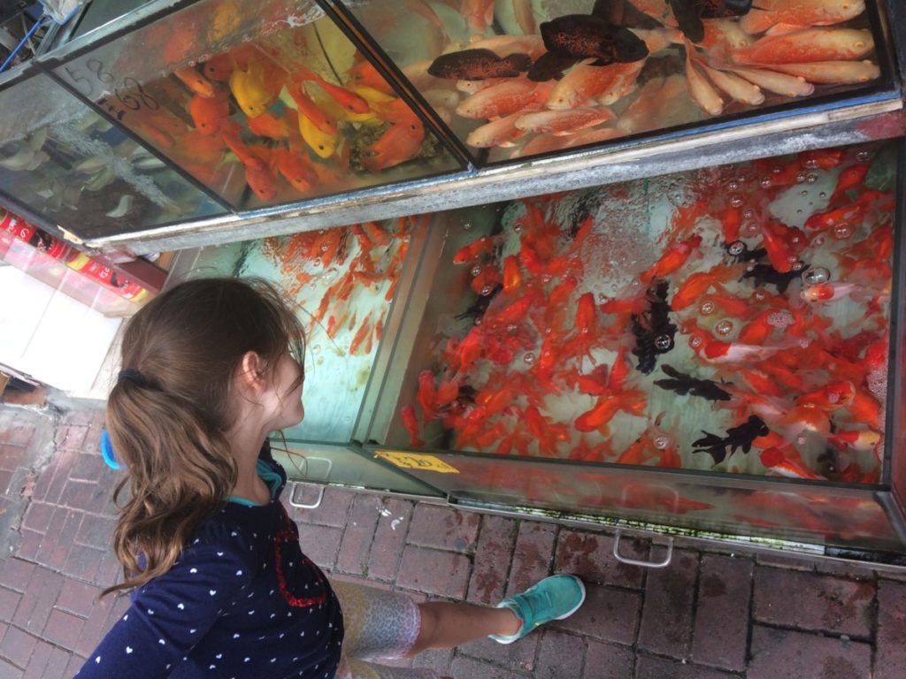 a Young Girls looks at a tank of Goldfish at the Fish market in Hong Kong