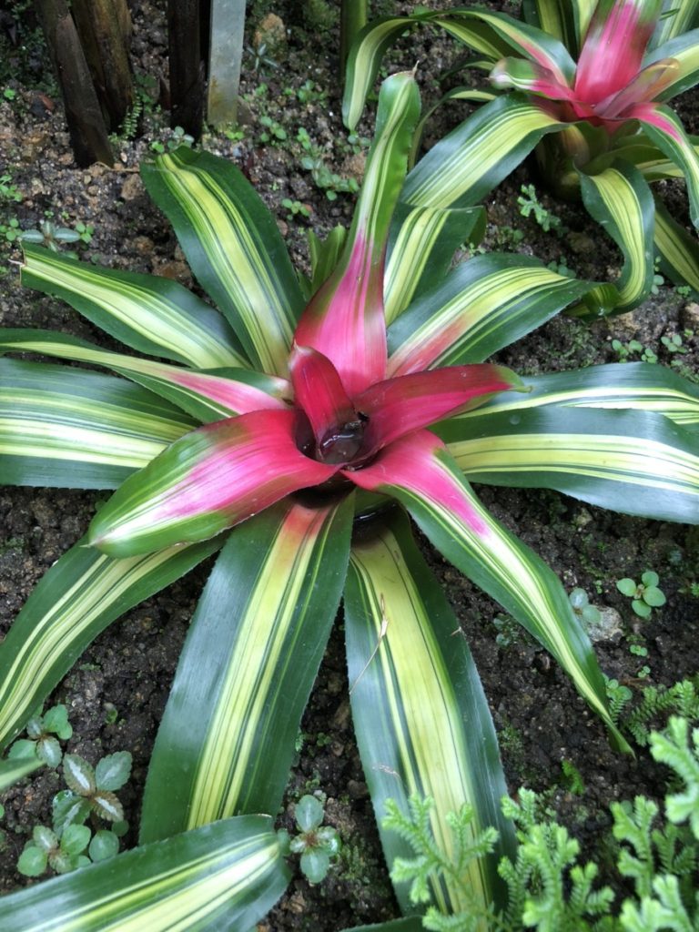 a green leaf tropical ground flora with a pink center
