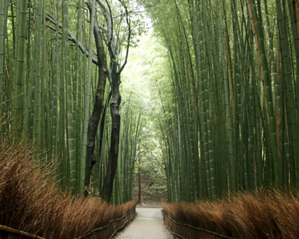 narrow walkway with tall, thick bamboo forest