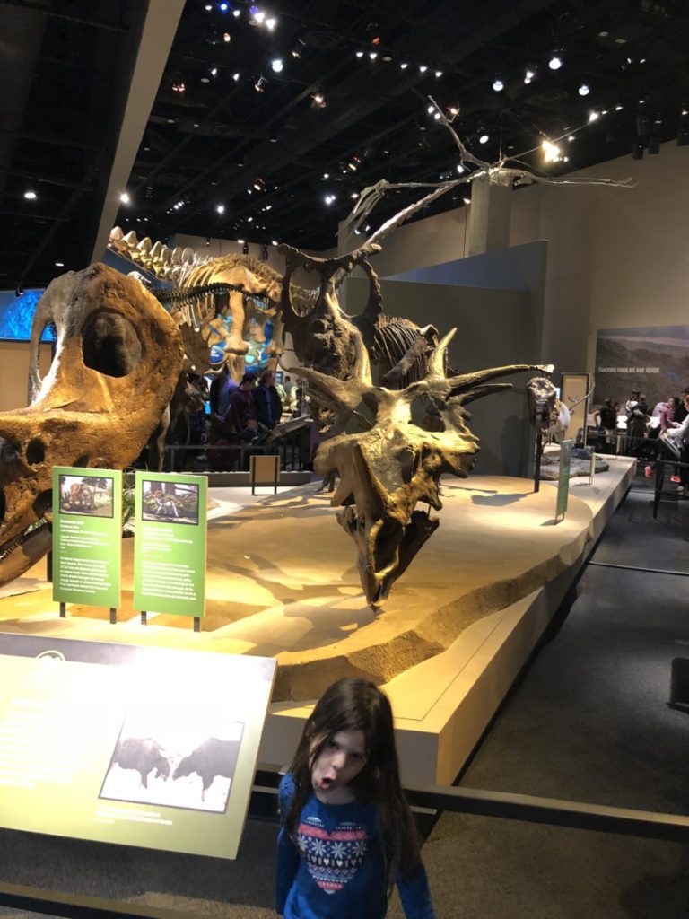 dinosaur structures at Perot Museum