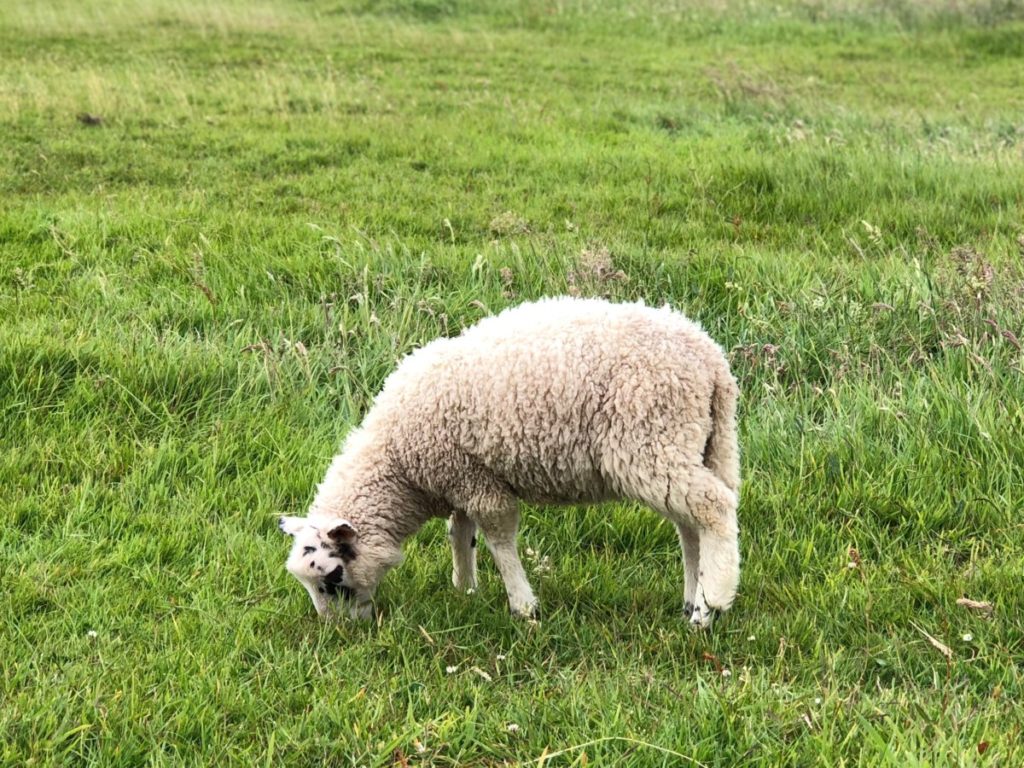 Sheep grazing on hillside on Dingle Peninsula, Ireland