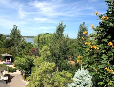 View of treetops at Dallas Arboretum