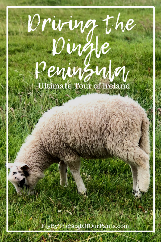 Driving the Dingle Peninsula Lamb pin