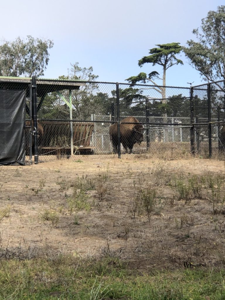 Bison Paddock at Golden Gate State Park