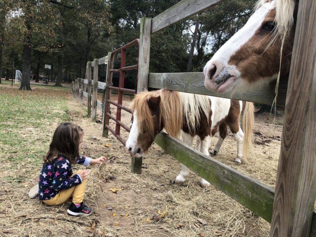 A toddler feeds a small horse at 7 Acre Wood in Conroe