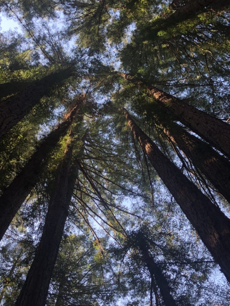Redwood Tree Grove in Mill Valley near San Francisco