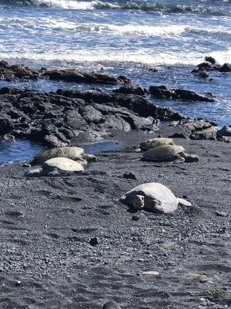 5 Sea Turtles at Black Sand Beach, Hawaii