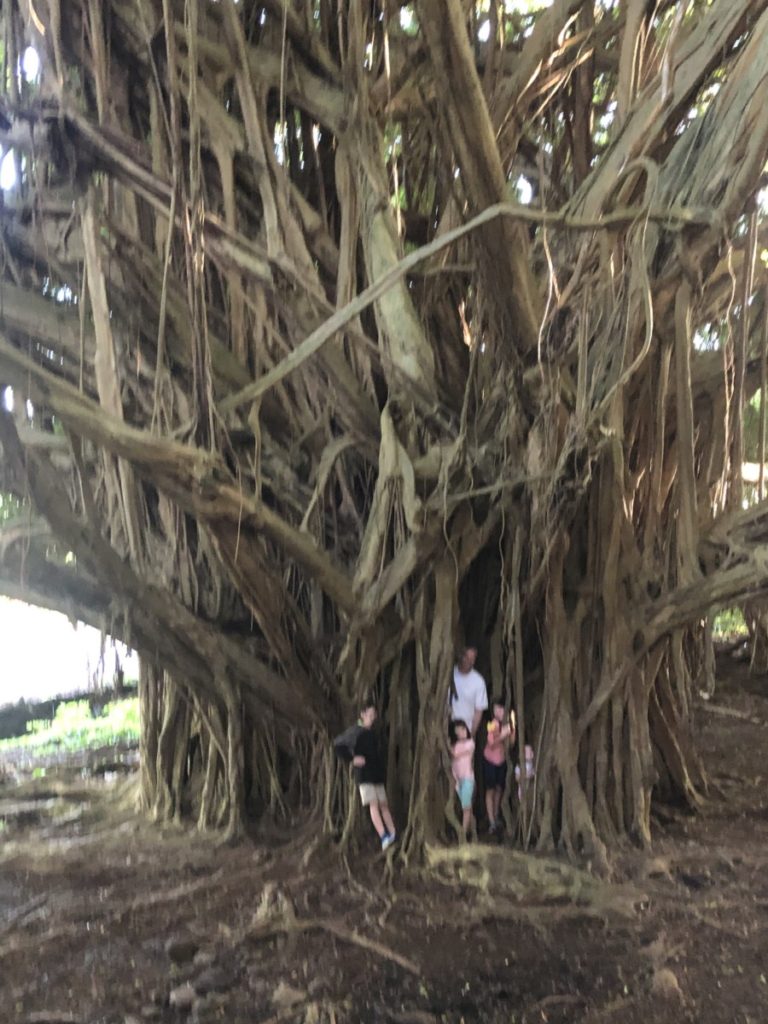 Family at Banyan Trees near Rainbow Falls, Hilo, Hawaii