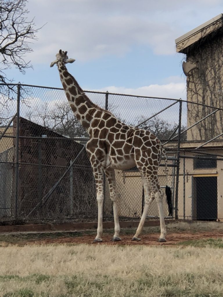 Giraffe at Oklahoma City Zoo