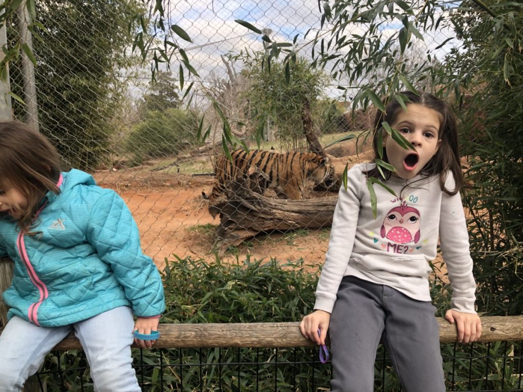 a girl looks surprised by the tiger behind her at the OKC zoo