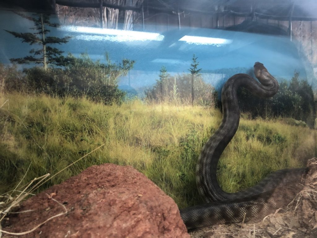 Snake climbs the wall athe Oklahoma City Zoo OKC with kids