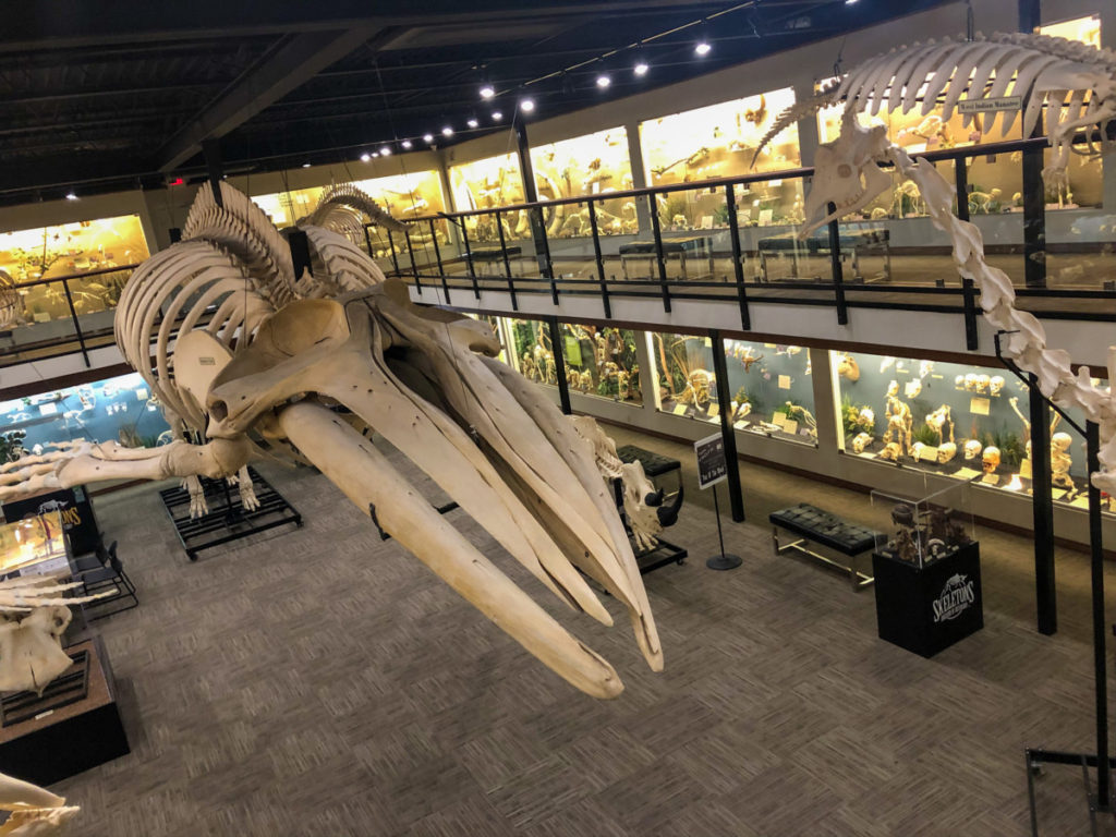 Skeletal structure of a whale hanging from the ceiling at the Museum of Osteology in OKC with kids