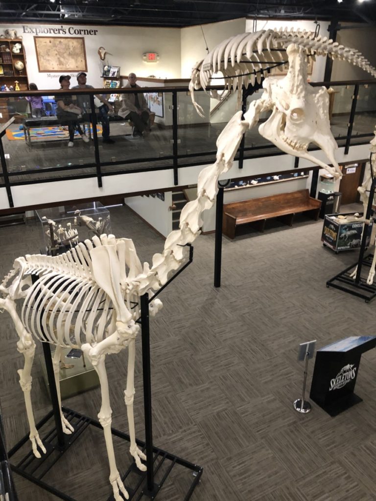 Giraffe Skeleton at Osteology Museum in OKC