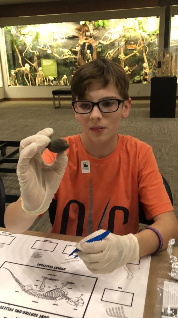 A boy holds up his owl pellet he will dissect at the skeleton osteology museum in OKC