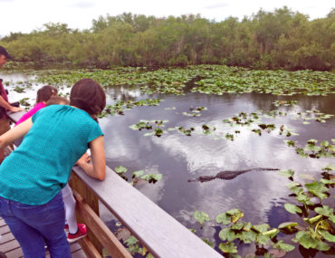 Mom and kids look at a swimming alligator in Everglades National Park