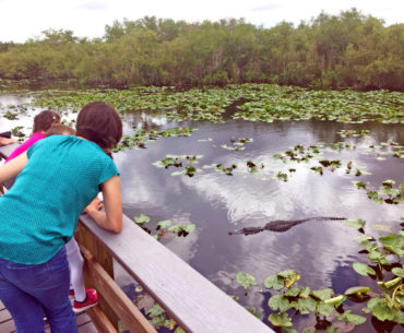 Mom and kids look at a swimming alligator in Everglades National Park