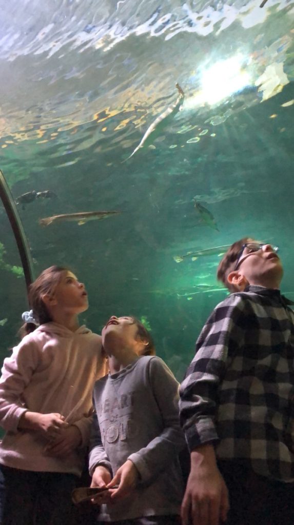 3 kids look up at overhead shark and fish tank at SeaLife Aquarium In the Mall of America, Minneapolis