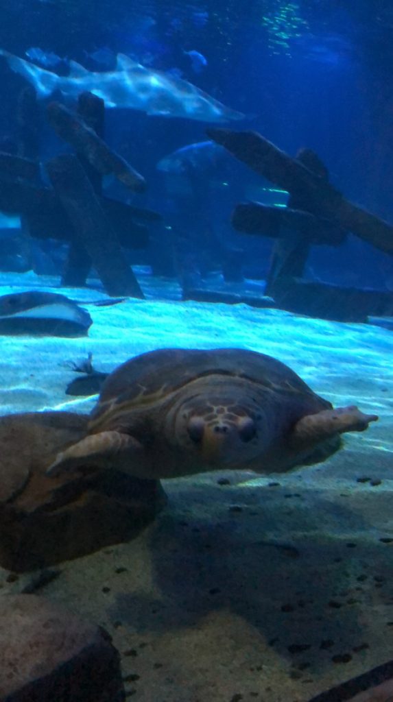 Sea Turtle at Sea Life Aquarium 