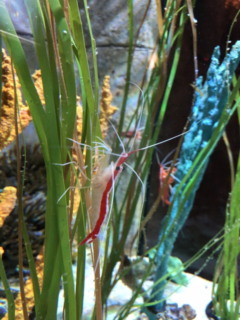 Striped Shrimp at Sea Life Aquarium at the Mall of America in Minneapolis