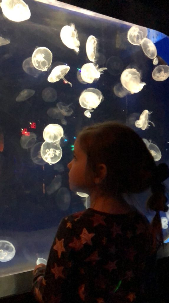 A toddler looks at white Jellyfish at Sea Life Aquarium at the Mall of America in Minneapolis