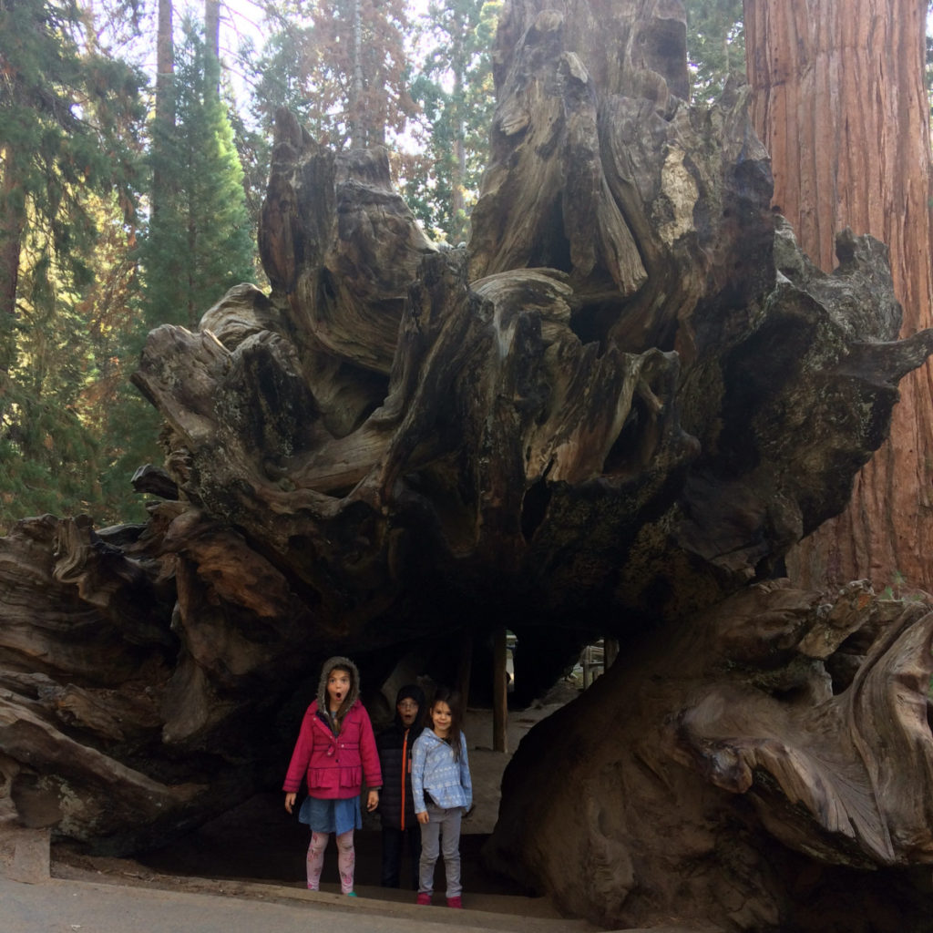 3 kids looking shocked inside a giant sequoia fallen log