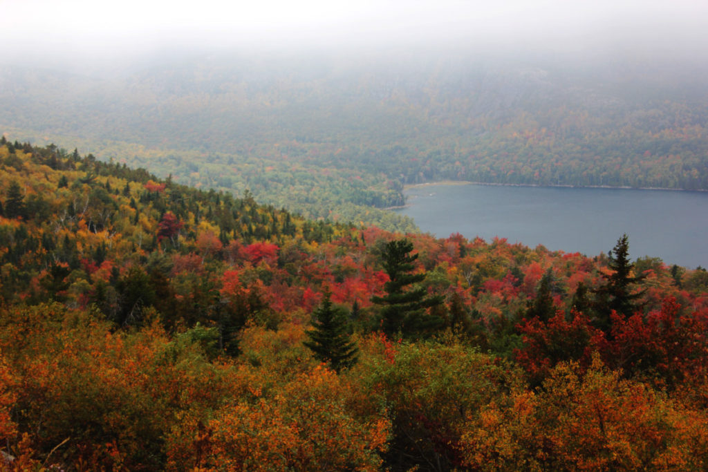 View of Fall leaves and foggy distance from Cadillac Mountain in Acadia National Park in Maine