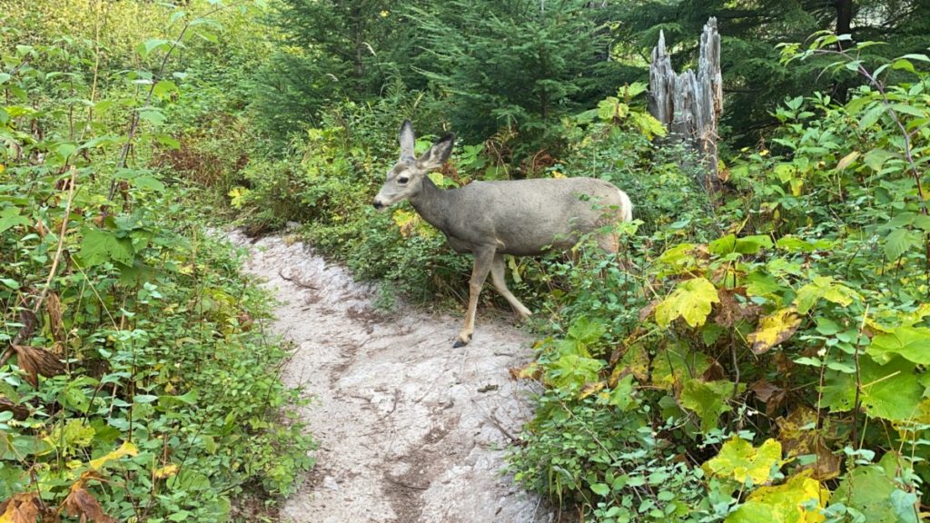 Upclose photo of a deer walking along the Avalanche Lake Hiking trail