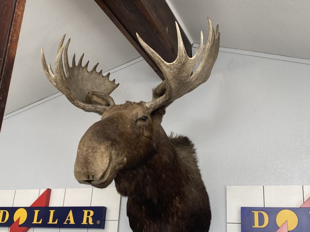 Moose head at the Dollar Rental Car store near Glacier National Park