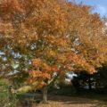 Giant Tree with Yellow and orange leaves at the Holden Arboretum