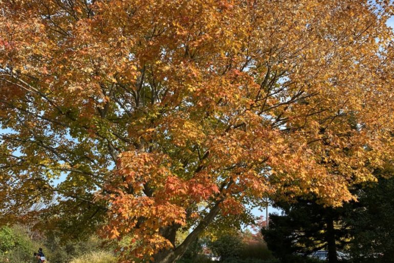 Giant Tree with Yellow and orange leaves at the Holden Arboretum