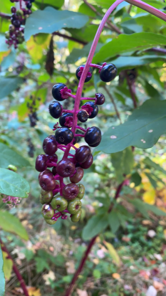 purple berries growing in Cuyahoga Valley National Park