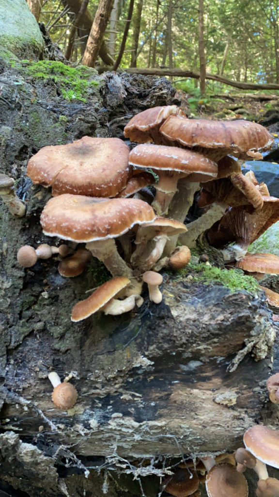 Multiple Mushrooms growing in Cuyahoga Valley National Park