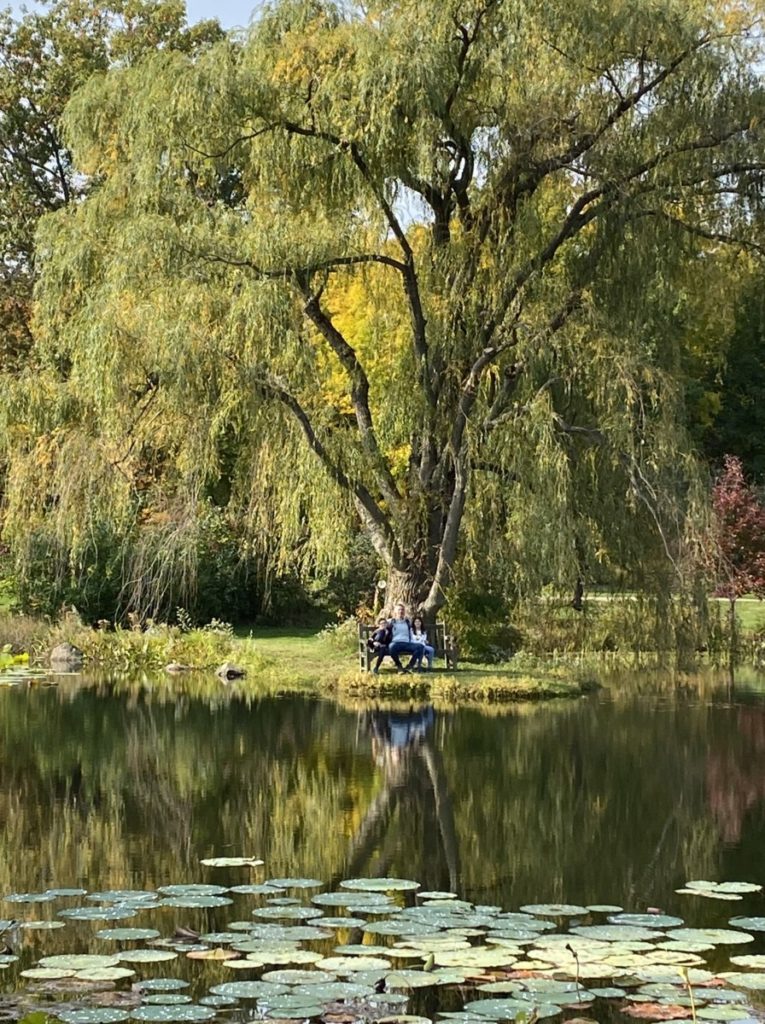 Massive weeping willow tree over a family on a bench across a lily-pad pond at the Holden Arboretum