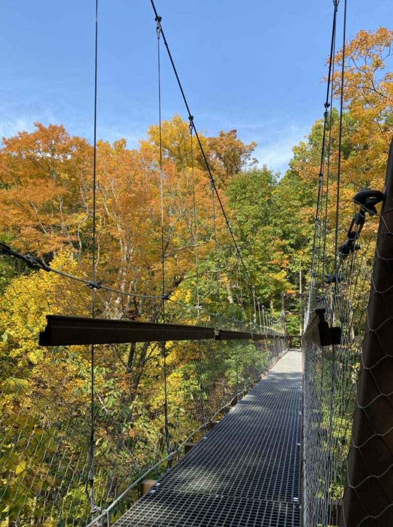Murch Canopy walk swinging bridge in the orange and yellow leafy treetops in the Holden Arboretum