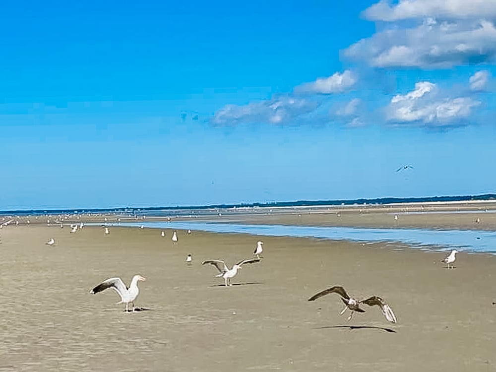 Seagulls land on Cape Cod Beach in Massachussetts