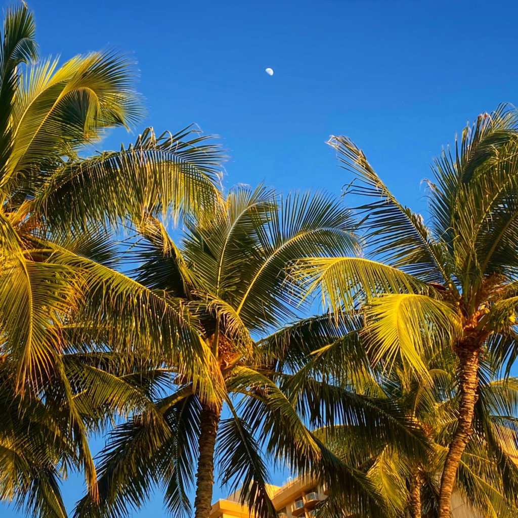 Palm tree with blue sky background and the moon