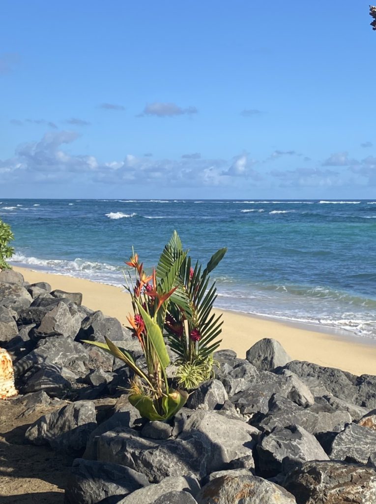 Hawaii plants and beach